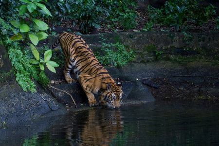 Close up Indochinese tiger is beautiful animal and dangerousの写真素材