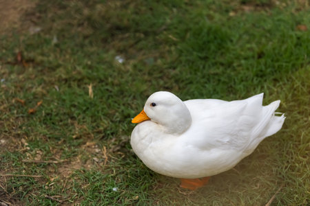 The white call duck(anas platyrhynchos domesticus)in the gardenの写真素材