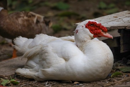 The white duck is rest at farmの写真素材