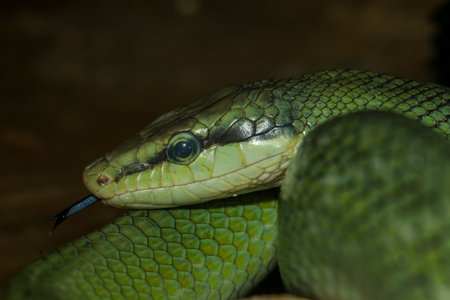 Close up head red tailed rat snake in garden