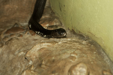 Close up Head the indochinese spitting cobra snake