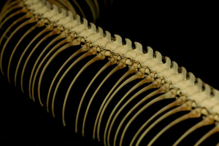 Close up  snake bone on black backgroundの写真素材