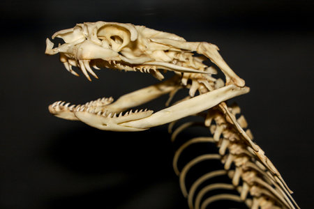 Close up  snake head bone on black backgroundの写真素材