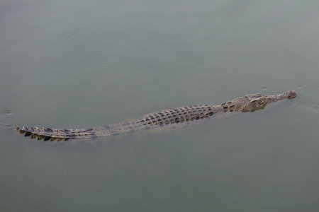 The salt crocodile swimming on the river near canalの写真素材
