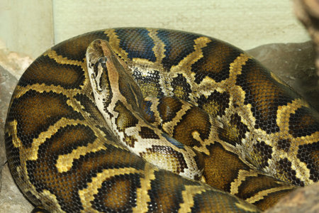 Head burmese python in body on stick tree at thailand