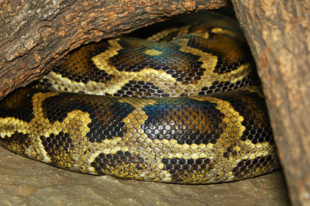The burmese python is snake skin and animal pattern