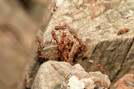 Close up red ant on tree in nature background at thailandの写真素材