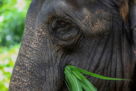 Close up The face elephant is big wildlift animal for texture and pattern skinの写真素材