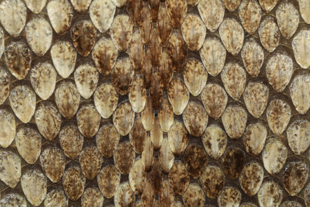 close up real viper snake skin for animal pattern