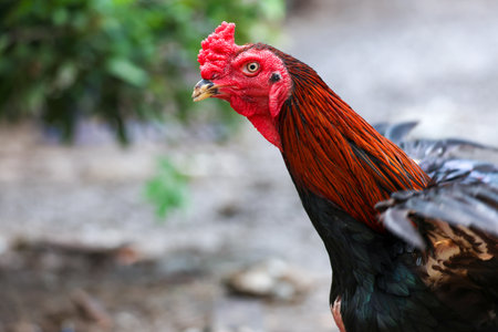 The fighting cock in garden nature farmの写真素材