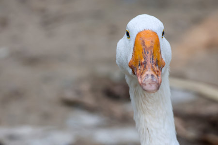Close up head White goose in gardenの写真素材