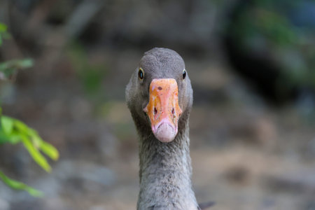 Close up head brown goose in garden