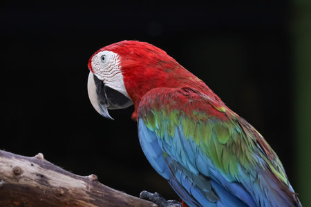 Close up head of a macaw parrot bird in garden