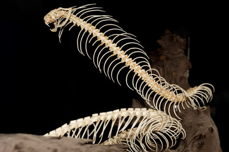 Close up big snake bone on dry stickの写真素材