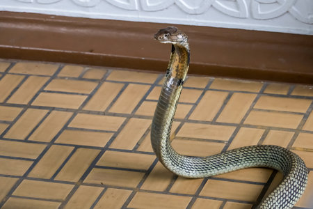 The king cobra snake on floorの写真素材