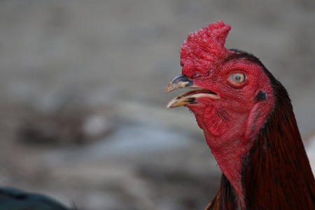 The rooster in garden nature farmの写真素材