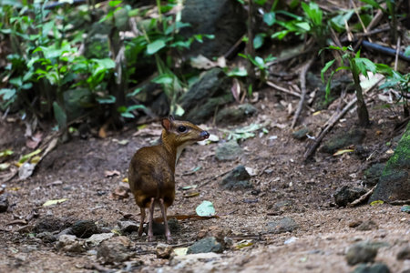 Mini deer is in nature gardenの写真素材