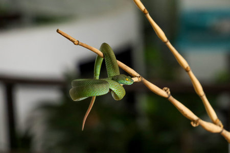 The snake is rest on the stick tree