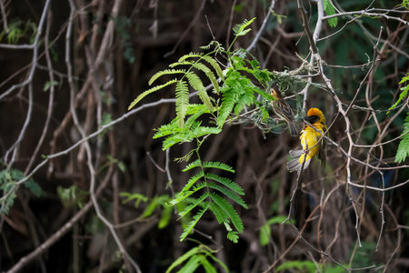 The yellow bird on nest from dry stick hay in nature