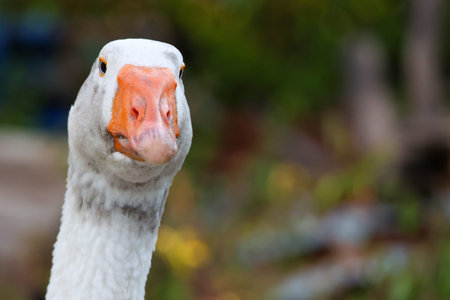 Close up head White goose in garden