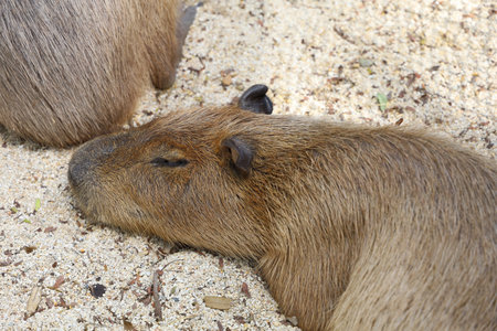 The Capybara giant rat is cute animal in gardenの写真素材