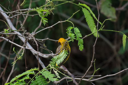 The yellow bird on a tree in nature
