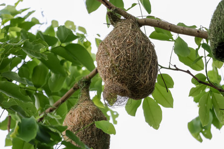 Close up nest bird from leaf dry in nature garden on treeの写真素材