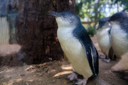 The Fairy penguin or blue penguin is so cute and local animal in phillip island,Australiaの写真素材