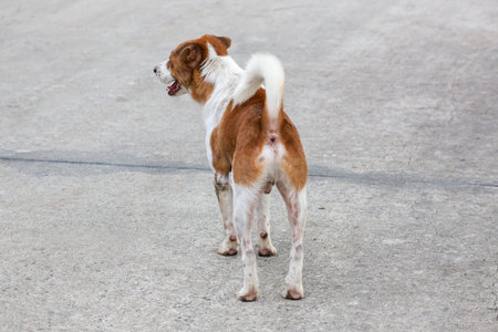 The small brown and white dog is playing on cement floor