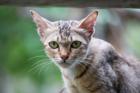 Close up brown cat is sit down and cute in garden