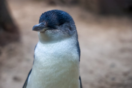 The Fairy penguin or blue penguin is so cute and local animal in phillip island,Australiaの写真素材