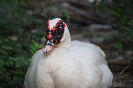 The white Duck is stay in nature gardenの写真素材