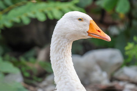 Close up head goose in nature farm garden at thailandの写真素材