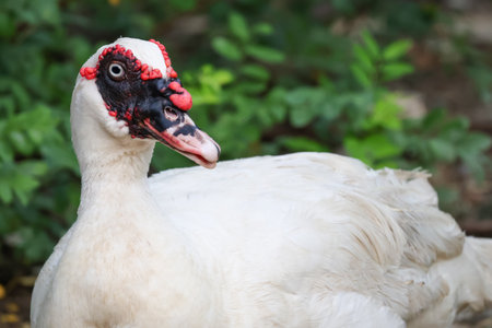 The white Duck is stay in nature gardenの写真素材