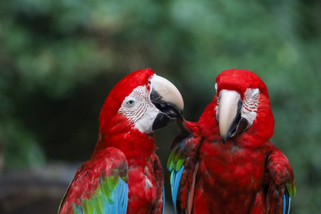 Close up head the red macaw parrot bird in garden
