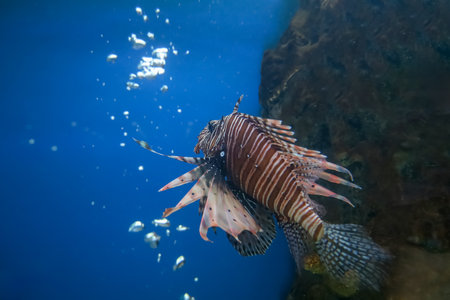 The red lion fish in waterの写真素材