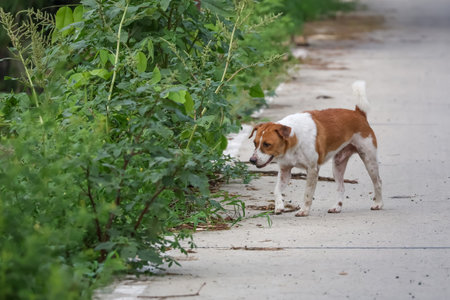 The small brown and white dog is action play on cement floor