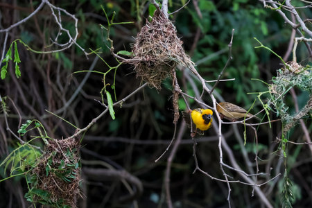 The yellow bird is rest and stay in the tree