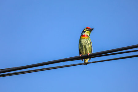 The Coppersmith Barbet bird is live in nature on power line at thailand