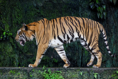 Close up Indochinese tiger is beautiful animal and dangerous