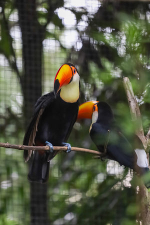 The toco toucan bird on the wood tree