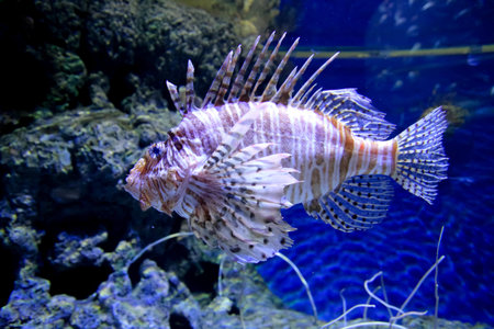 The red lion fish in water