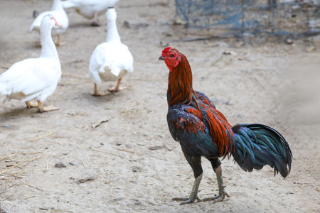 The rooster in goose farm