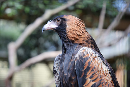 The black breasted buzzard is a predator in Australia