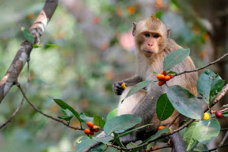 Close up monkey eating food on tree