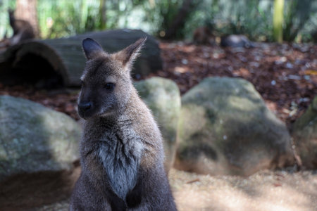 The Tammar Wallaby is small animal and cute in Australiaの写真素材
