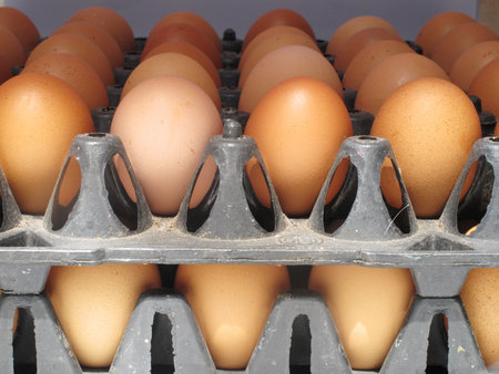 fresh eggs on the panel           