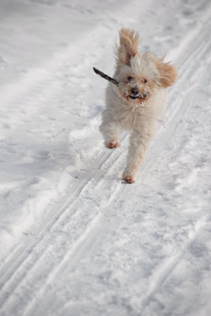 Running Dog with stick in snowの写真素材