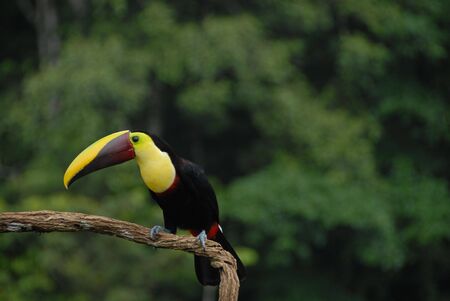 Chestnut-mandibled Toucanの写真素材