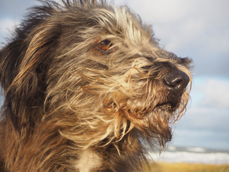 Portrait of mixed breed long haired dog with hair and ears blowing from wind